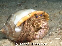 Craby in It's Cozy Seat by Adrian Schokman 